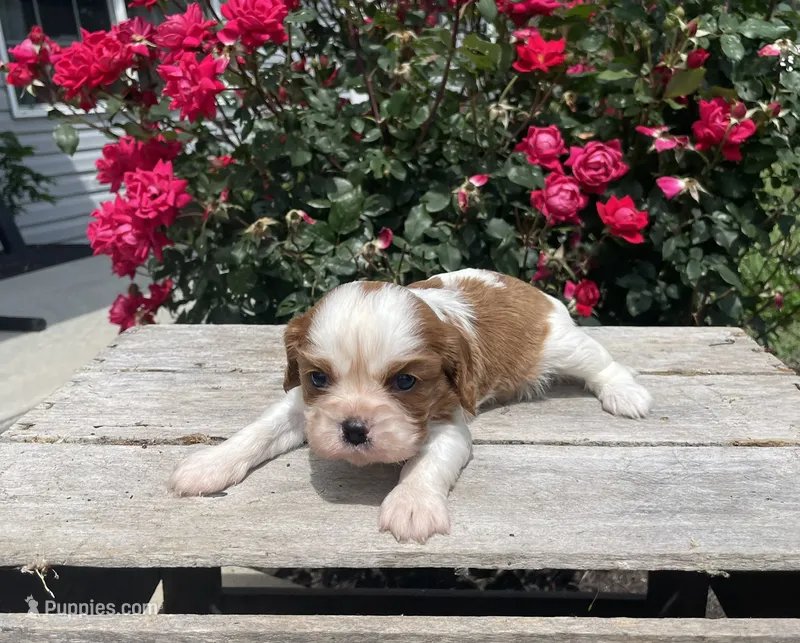 Berry – Cavalier King Charles Spaniel puppy for sale in Bluford, IL