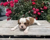 Berry, a female Cavalier King Charles Spaniel for sale in Bluford, IL – 1 of 6