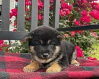 Mochi, a female Shiba Inu for sale in Bluford, IL – Photo 1 of 2