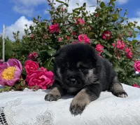 Mochi, a female Shiba Inu for sale in Bluford, IL – Photo 2 of 2