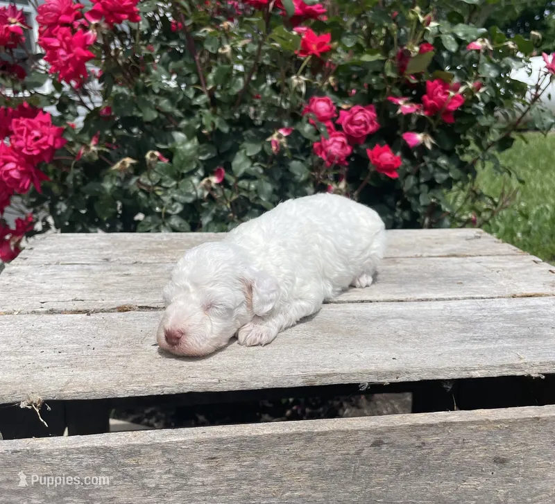 Cecie – Poodle - Miniature  puppy for sale in Bluford, IL