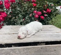 Cecie, a female Poodle - Miniature  for sale in Bluford, IL – 2 of 5