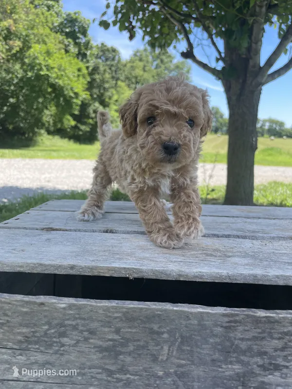 Cookie – Poodle - Miniature  puppy for sale in Bluford, IL