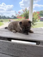 Daphne, a female Shiba Inu for sale in Bluford, IL – 2 of 6