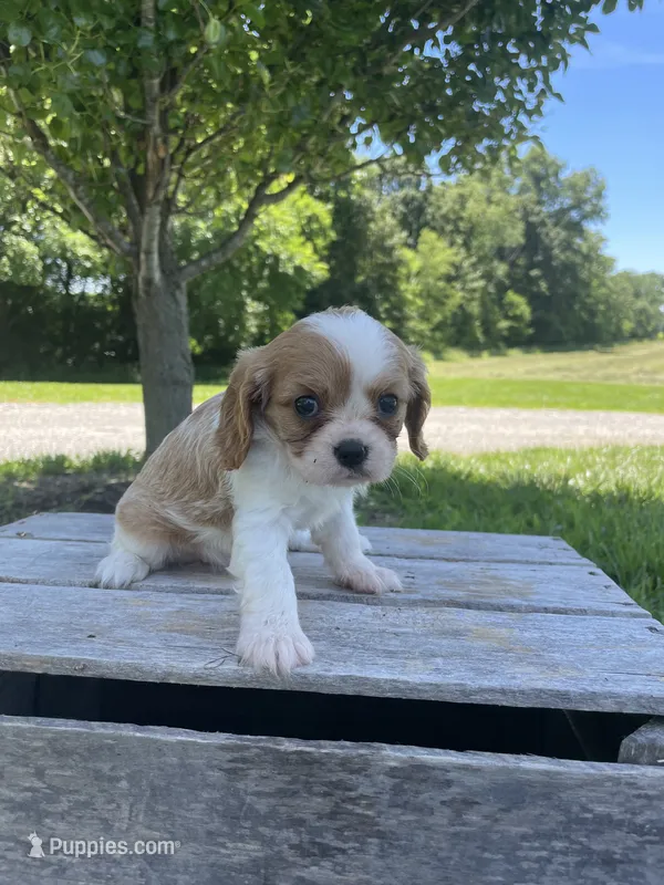 Berry – Cavalier King Charles Spaniel puppy for sale in Bluford, IL