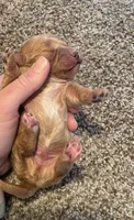 Cooper, a male Poodle - Miniature  for sale in Bluford, IL – 2 of 4