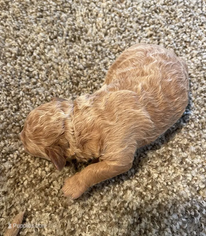 Cooper – Poodle - Miniature  puppy for sale in Bluford, IL