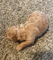Cooper, a male Poodle - Miniature  for sale in Bluford, IL – 1 of 4