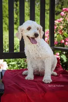 Cooper, a male Poodle - Miniature  for sale in Bluford, IL – 3 of 4