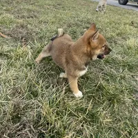Teddy, a male Shiba Inu for sale in Bluford, IL – Photo 4 of 6