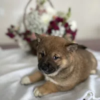Teddy, a male Shiba Inu for sale in Bluford, IL – Photo 6 of 6