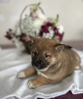 processed/cdd8ab30-dc01-43a9-af1e-15587582150b/listing/ab1d88d1-5235-49f4-9ade-501edc29eb73/65f5b0ae-5652-4956-8656-f5f770ef62eb