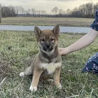 Teddy, a male Shiba Inu for sale in Bluford, IL – Photo 2 of 6