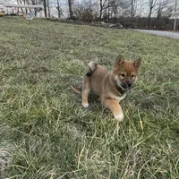 Teddy, a male Shiba Inu for sale in Bluford, IL – Photo 3 of 6