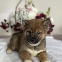 Teddy, a male Shiba Inu for sale in Bluford, IL – Photo 5 of 6