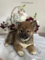 processed/cdd8ab30-dc01-43a9-af1e-15587582150b/listing/ab1d88d1-5235-49f4-9ade-501edc29eb73/f112d3bf-02eb-4f47-a777-0a3859494e4c