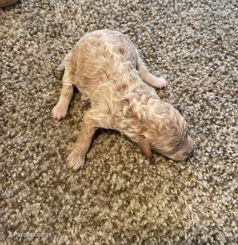 Cookie – Poodle - Miniature  puppy for sale in Bluford, IL