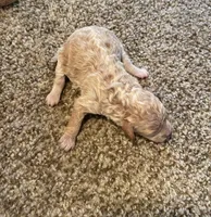 Cookie, a female Poodle - Miniature  for sale in Bluford, IL – 1 of 3