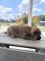 Daphne, a female Shiba Inu for sale in Bluford, IL – 3 of 6