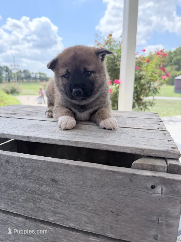 Daisy – Shiba Inu puppy for sale in Bluford, IL