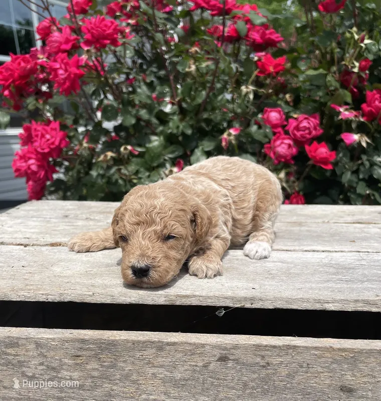 Cookie – Poodle - Miniature  puppy for sale in Bluford, IL