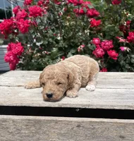 Cookie, a female Poodle - Miniature  for sale in Bluford, IL – 2 of 6