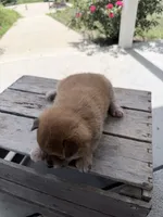 Dixie, a female Shiba Inu for sale in Bluford, IL – 2 of 4