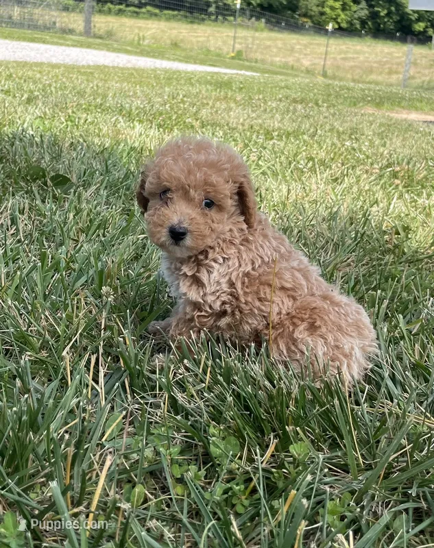 Cooper – Poodle - Miniature  puppy for sale in Bluford, IL