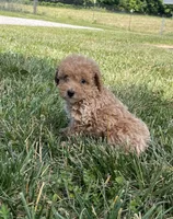 Cooper, a male Poodle - Miniature  for sale in Bluford, IL – 2 of 8