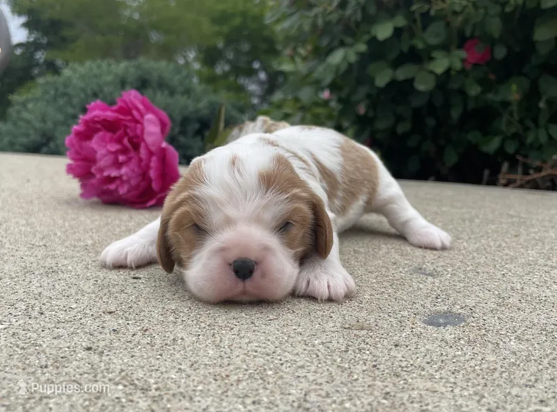 Biscuit – Cavalier King Charles Spaniel puppy for sale in Bluford, IL