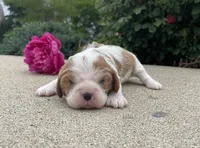 Biscuit, a female Cavalier King Charles Spaniel for sale in Bluford, IL – 1 of 4