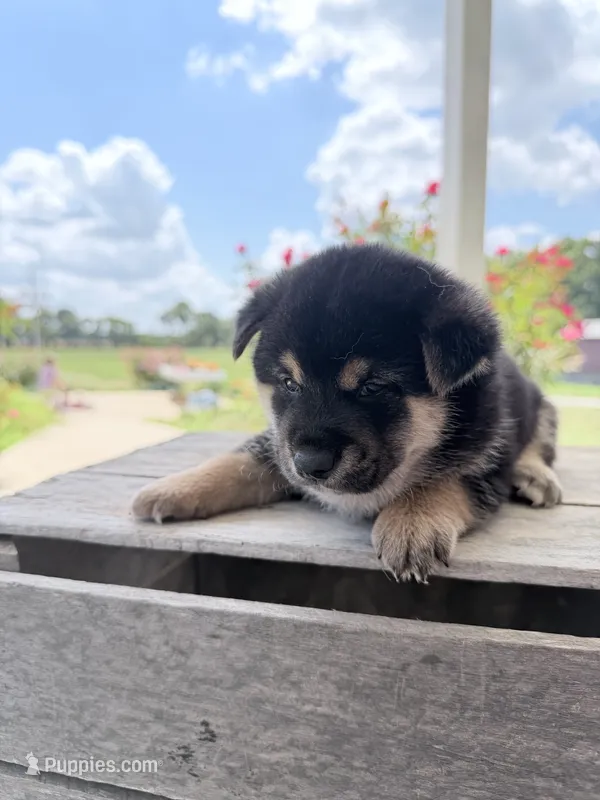 Duke – Shiba Inu puppy for sale in Bluford, IL