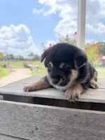 Duke, a male Shiba Inu for sale in Bluford, IL – 1 of 4