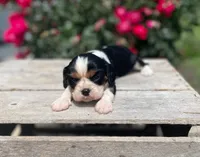 Bella, a female Cavalier King Charles Spaniel for sale in Bluford, IL – 2 of 6