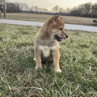 Buster, a male Shiba Inu for sale in Bluford, IL – Photo 1 of 5