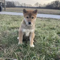 Buster, a male Shiba Inu for sale in Bluford, IL – Photo 2 of 5