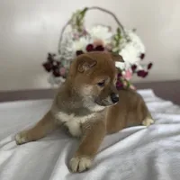 Buster, a male Shiba Inu for sale in Bluford, IL – Photo 5 of 5