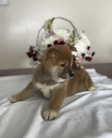 processed/cdd8ab30-dc01-43a9-af1e-15587582150b/listing/dda6b460-0d90-4035-9c42-ff8089109636/6741d776-29fb-4354-a302-2c4e18c868bf