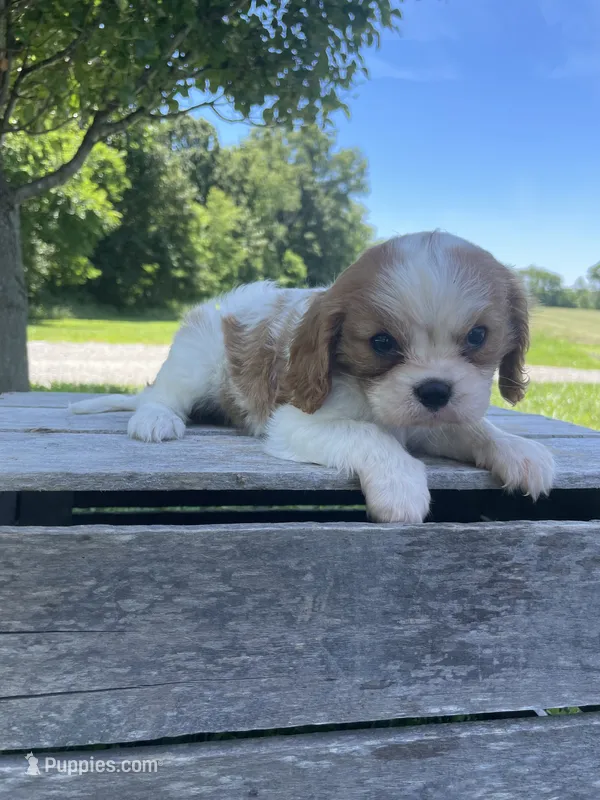 Biscuit – Cavalier King Charles Spaniel puppy for sale in Bluford, IL