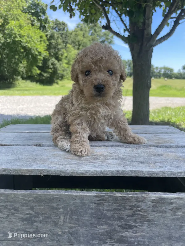 Chloe – Poodle - Miniature  puppy for sale in Bluford, IL