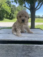 Chloe, a female Poodle - Miniature  for sale in Bluford, IL – 1 of 6