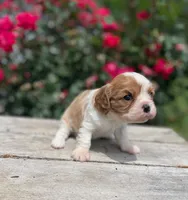 Becca, a female Cavalier King Charles Spaniel for sale in Bluford, IL – 1 of 5