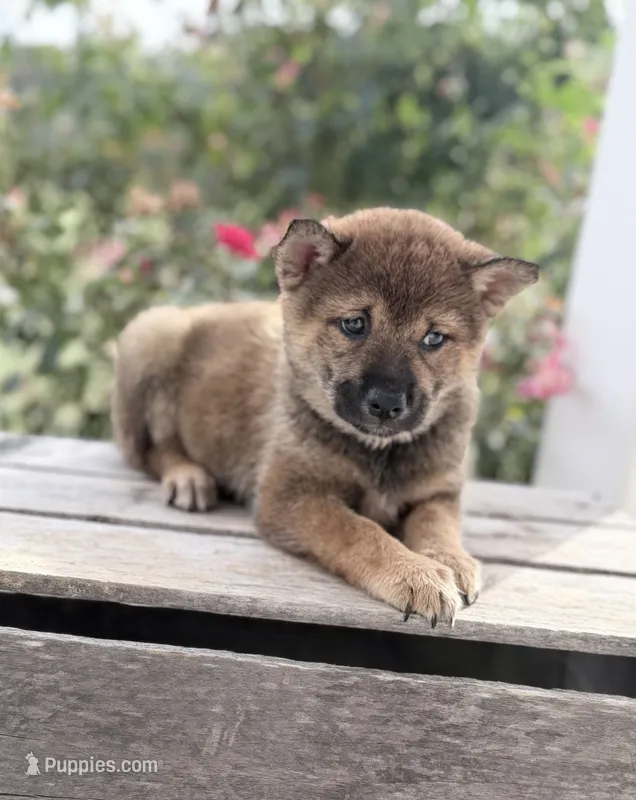 Daisy – Shiba Inu puppy for sale in Bluford, IL