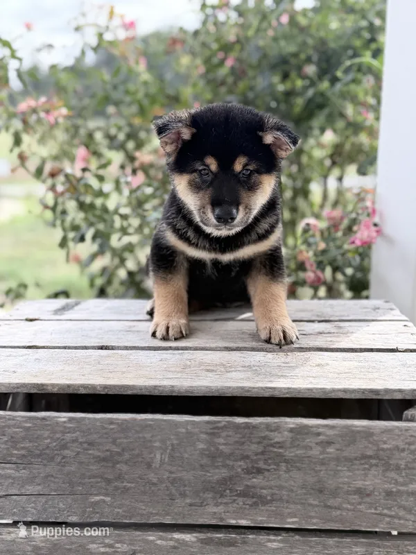 Duke – Shiba Inu puppy for sale in Bluford, IL