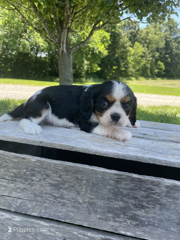 Bella – Cavalier King Charles Spaniel puppy for sale in Bluford, IL