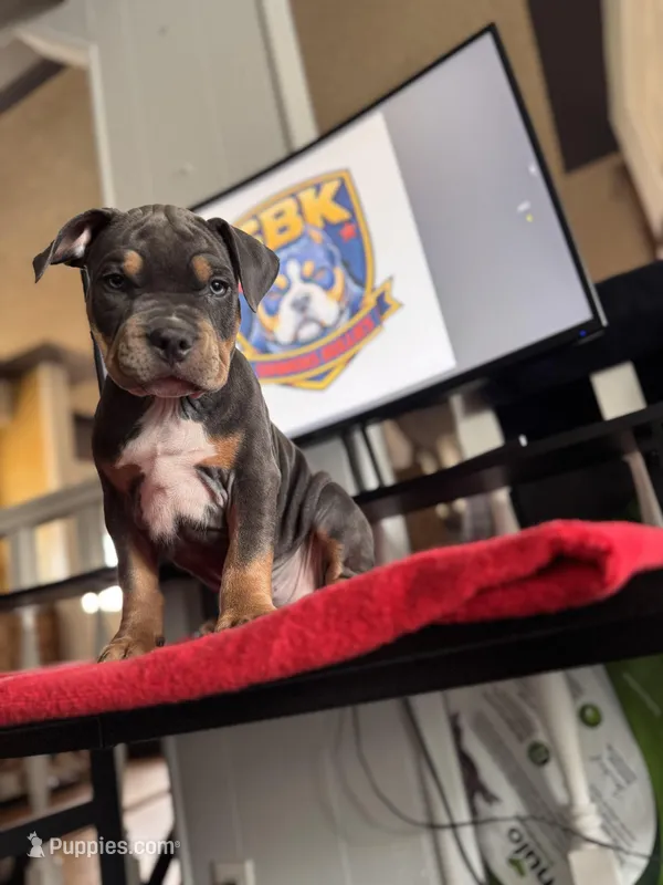 Trooper – American Bully puppy for sale in Denver, CO