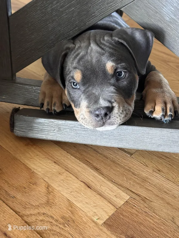 Trooper – American Bully puppy for sale in Denver, CO