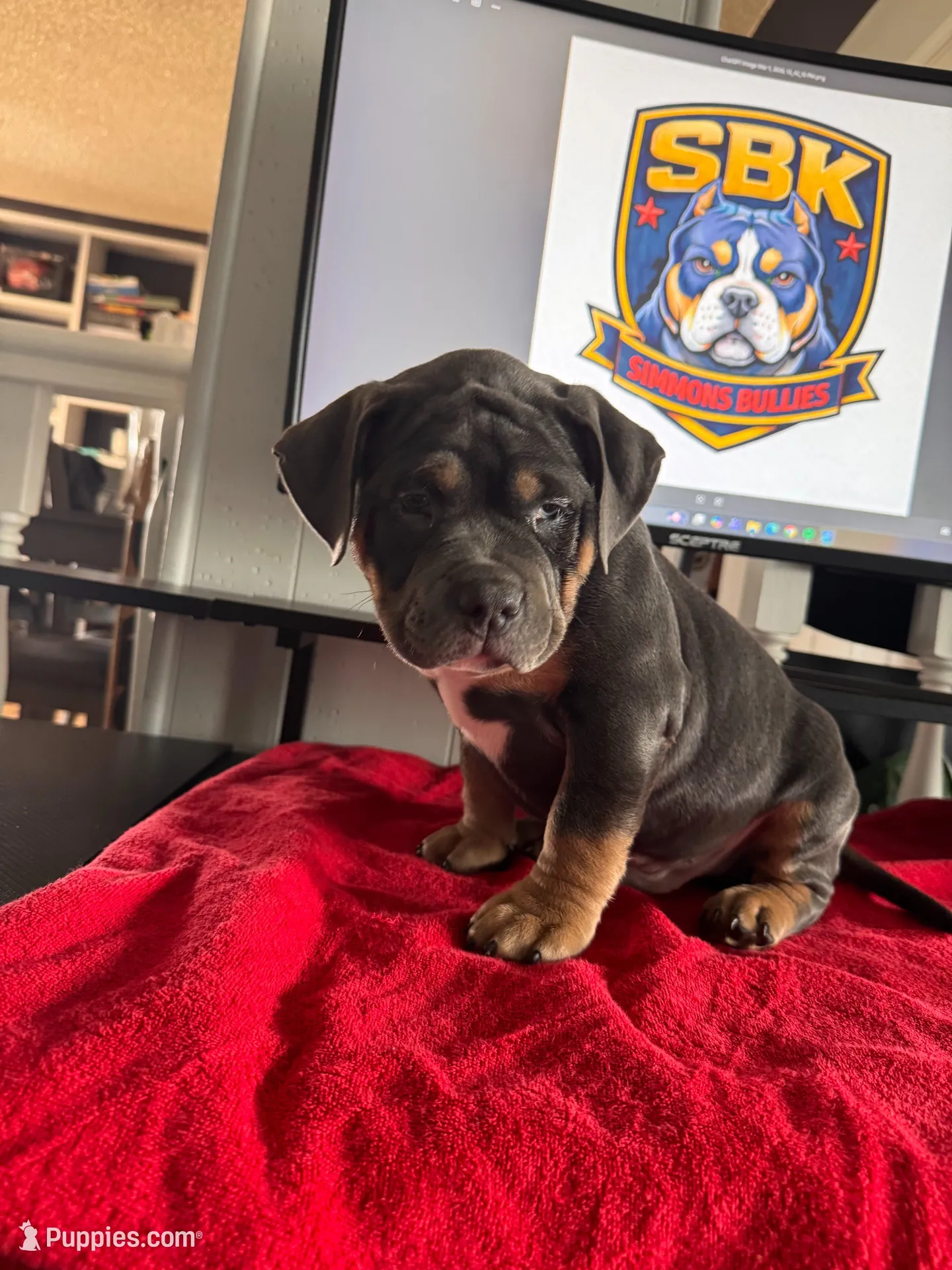 Kong – American Bully puppy for sale in Denver, CO