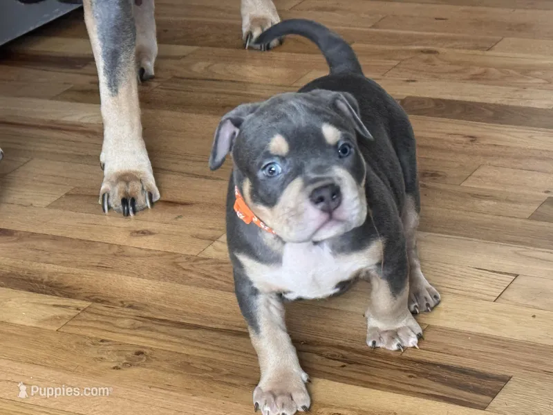 Elway – American Bully puppy for sale in Denver, CO