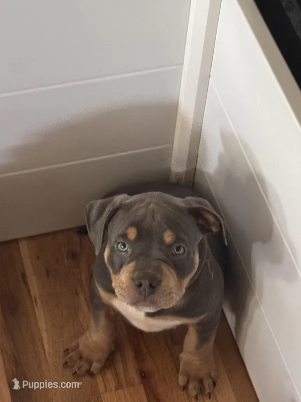 Romeo – American Bully puppy for sale in Denver, CO